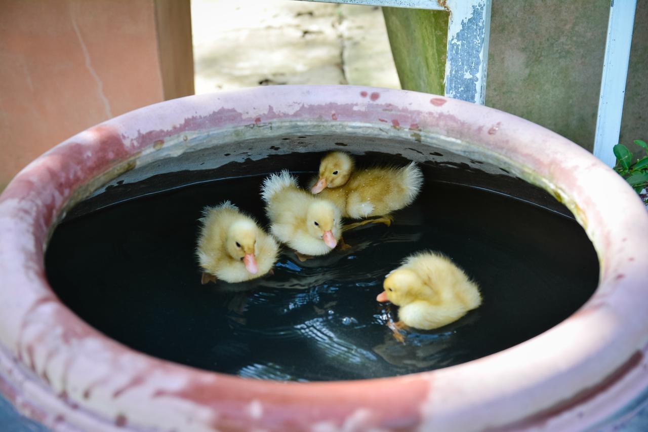 Happy Farm Tien Giang Homestay Mỹ Tho Eksteriør bilde